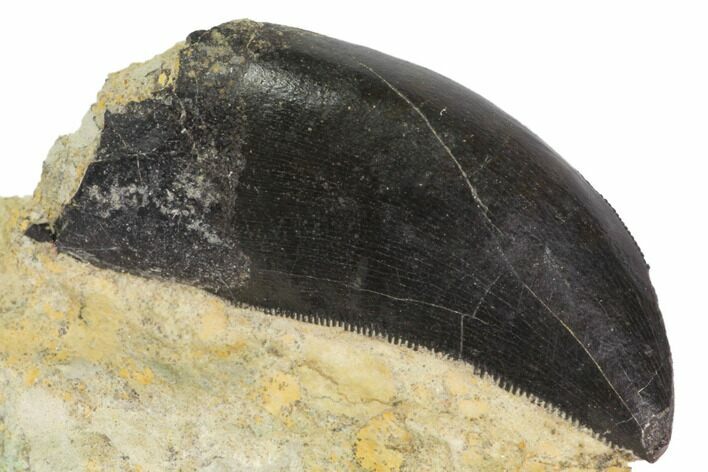 Allosaurus Tooth in Sandstone - Wyoming #113712